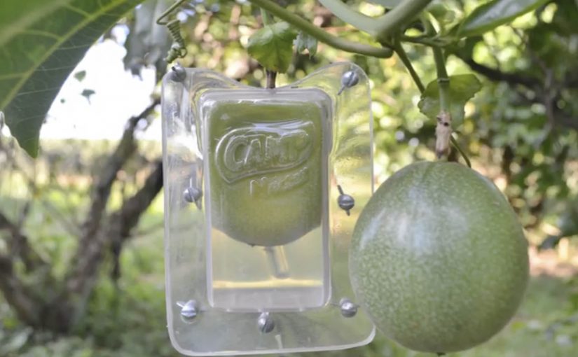 Fruit ripening inside a juice-box-shaped mold hanging from a tree for Camp Nectar’s Real Fruit Boxes campaign.